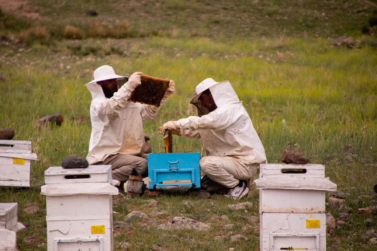 Two beekeepers in protective gear inspecting honeycomb frames in an open field.
